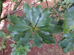 Image result for Pittosporaceae