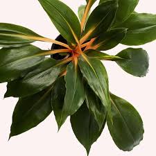 Image result for Chlorophytum filipendulum