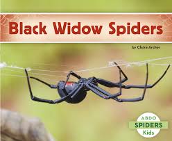 Believe it or not, black widow spiders don't want to live inside your bag of grapes. Black Widow Spiders Archer Claire 9781496609793 Amazon Com Books