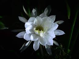 With epiphyllum as its botanical name, the orchid cactus is an epiphytic plant that grows on other plants or the bark of trees in its natural habitat. Epiphyllum Types How To Grow And Care For Orchid Cactus Florgeous