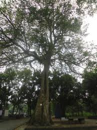 Image result for Antiaris