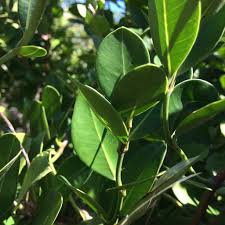 Image result for Secamone alpini