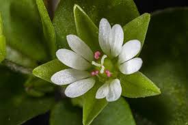 Image result for Stellaria