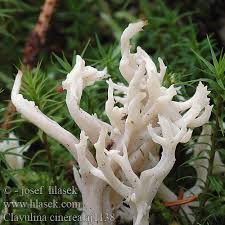 Image result for Clavulina cinerea