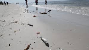 Red Tide Counts Still Elevated Across Lee Collier Coast