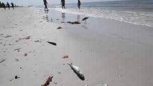 red tide counts still elevated across lee collier coast