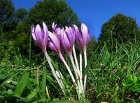 Fotografie ocún jesenní vyfocená autorem (autorkou) michal. Colchicum Autumnale About Garden Com