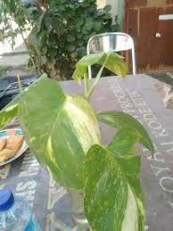Image result for Epipremnum en casa