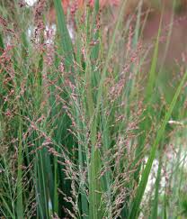 Panicum virgatum 'northwind'landscape tip in video. Rutenhirse Northwind Tipps Zur Pflanzung Und Pflege Mein Schoner Garten