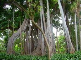 Tickets und touren playa el bollullo: Botanischer Garten Puerto De La Cruz Teneriffa