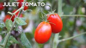 Plant deeply to encourage adventitious rooting. The First Time Gardener S Tomato Juliet Tomato Youtube