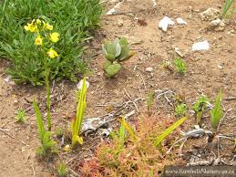 Image result for Eulophia streptopetala