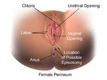 Episiotomy Wikipedia
