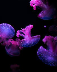 Purple Wallpapers Free Hd Download 500 Hq Unsplash Tudo que e doideira em um wallpaper so #wallpaperdesktop #desktop #tumblr #dark #cold. purple wallpapers free hd download