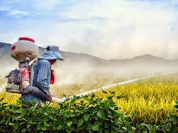 Roundup and dogs (keeping animals away from roundup?) roundup not working? The Roundup Row Is The World S Most Popular Weedkiller Carcinogenic Herbicides The Guardian