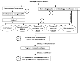 Perhaps the most famous examples are food crops like soy and corn that have been genetically modified for pest and herbicide. Transgenic Animals In Research And Industry Sciencedirect