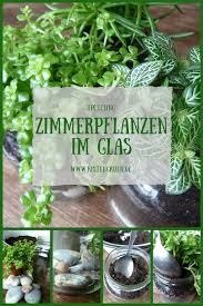Selber Machen Zimmerpflanzen Im Glas Pflanzen Zimmerpflanzen Pflanzen Pflanzideen