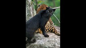 The tigers have ended the panthers' unbeaten start to the season. Indian Black Panther Tigers Video Youtube