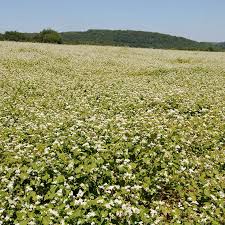 Image result for Fagopyrum esculentum