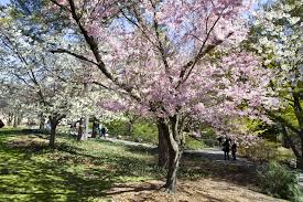 Brooklyn Botanic Garden Attractions In Prospect Park New York