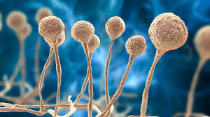 Delta covid variant has a new mutation called 'delta plus': Delta Variant Of Sars Cov 2 Virus Putting Patients At Increased Risk Of Black Fungus Clinical Health Care Radius