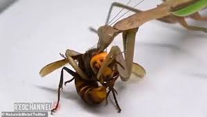 We would like to show you a description here but the site won't allow us. Shocking Moment A Praying Mantis Kills And Eats The Head Of A Murder Hornet Daily Mail Online