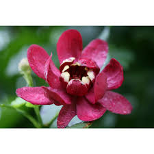 This is necessary to ensure healthy, productive plants for years to come. Live Shrub Red Flowers 4 5 In Quart Aphrodite Sweetshrub Calycanthus Gardening Patio Lawn Garden Fcteutonia05 De