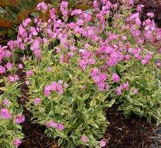 Image result for Silene abyssinica