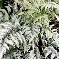 Image result for Athyrium schimperi
