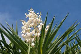 The yucca plant is native to hot and dry regions of the americas and caribbean. Yucca Blossoms A Savory Edible Flower Backyard Forager