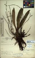 Image result for Angraecopsis gracillima
