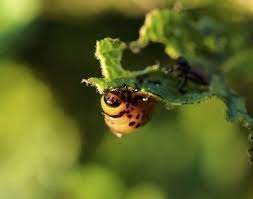 If you see these white butterflies in your garden, protect your crops before the moths lay. Organic Pest Control How To Make Natural Pesticides