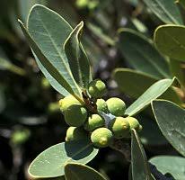 Image result for Ficus fischeri