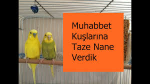 Muhabbet Kuslarina Taze Nane Verdik Youtube