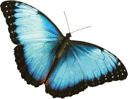 Butterfly png you can download 36 free butterfly png images. The Annual Fred Dorothy Fichter Butterflies Are Blooming Exhibition At Meijer Gardens Is The Largest Temporary Tropical Butterfly Exhibition In The Nation Meijer Gardens