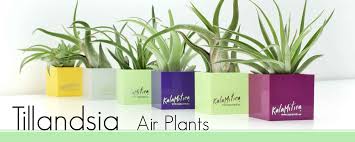 Смотреть онлайн аниме ария алая пуля, hidan no aria, ария алых пуль. La Tillandsia E Le Piante Che Purificano L Aria Blog Di Kalamitica