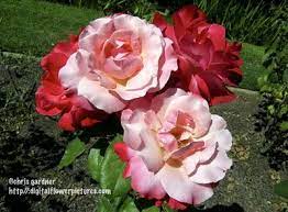 Rose vines silhouette makes a magnificent screen in a small footprint. Digital Flower Pictures Com Hybrid Tea Rose Color Magic