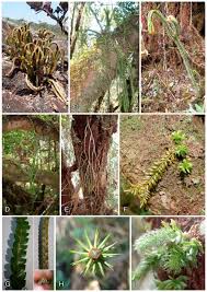 Image result for Huperzia dacrydioides