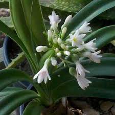 Image result for Cryptostephanus