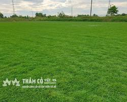 Hình ảnh về Cỏ Paspalum