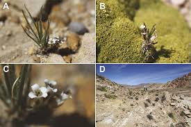 Image result for Oreophyton falcatum