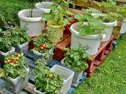 Perhatikan kondisi cahaya karena tanaman harus mendapatkan cahaya yang cukup agar tumbuh dengan baik. Cara Berkebun Dengan Lahan Sempit Urban Garden