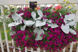 Intersperse your trailing flowers with trailing foliage plants like sweet potato vine or creeping jenny for textural interest. Novelty Window Box Planters Greenhouse Product News