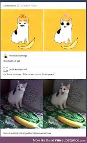 She Also Has Kittens Now Funsubstance Cute Funny Animals Funny Animal Memes Funny Animals