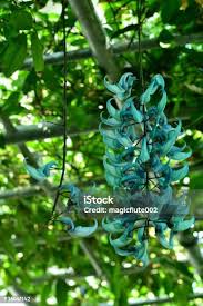 Image result for Strongylodon macrobotrys