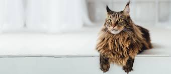 Trouvez maine coon dans chats et chatons à adopter | trouvez des chats et chatons à vendre ou adopter localement à québec : The Maine Coon The King Of Cats Mondou