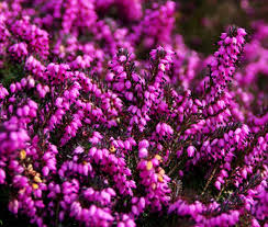 Image result for Calluna vulgaris