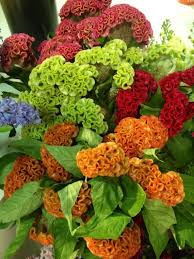 Pin On Beautiful Flowers