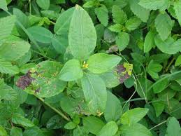 Image result for Synedrella nodiflora