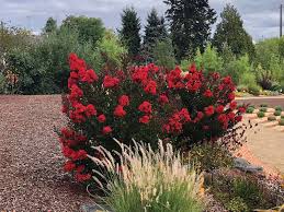 Image result for Lagerstroemia